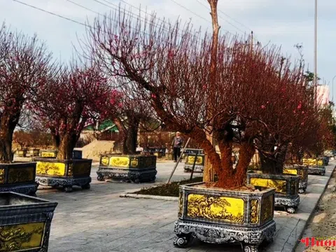Đào cổ thụ, bưởi cảnh khoe sắc sớm trên các tuyến phố Thành Sen