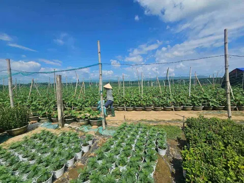 Vụ hoa Tết – nguồn thu chủ lực của làng nghề Bình Lâm ở Gia Lai