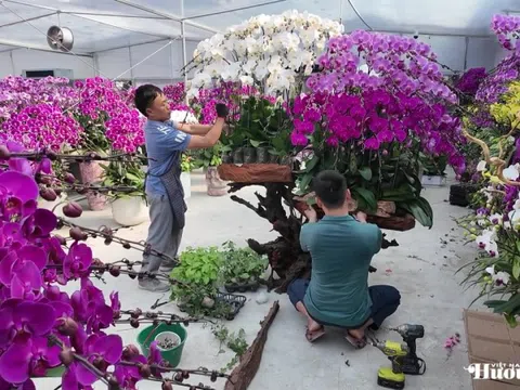 Lan ghép lũa gỗ ở Hà Tĩnh dịp Tết: Giá chục triệu vẫn bán chạy