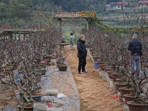 Chủ vườn đào Lạng Sơn chia sẻ cách chọn đào đẹp, tránh mua nhầm cây “nuôi nụ”