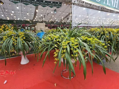 Vĩnh Long: Hoa, cây cảnh do người dân sản xuất không cần giấy xác nhận nguồn gốc