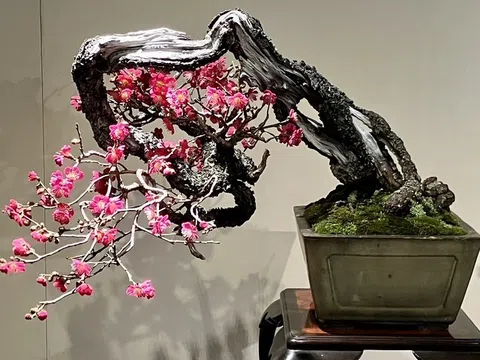 Tinh hoa bonsai thế giới và vẻ đẹp trăm năm tại Triển lãm Kokufu lần thứ 100
