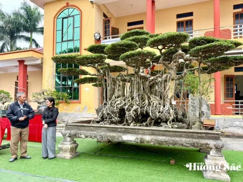 “Thất Tiên Tọa Sơn” - Vẻ đẹp huyền thoại từ bàn tay người phụ nữ yêu cây cảnh