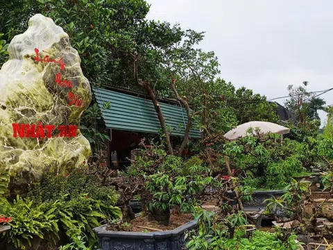 Làng đào Nhật Tân bước vào mùa chăm sóc quan trọng nhất trong năm