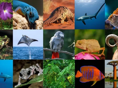 Việt Nam công bố quy định của CITES về quản lý buôn bán hổ và các loài họ Mèo