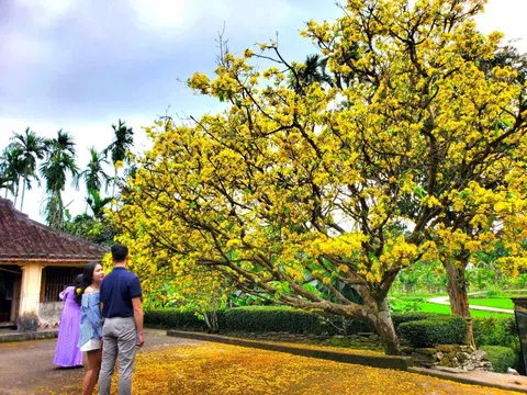 Cây mai trăm tuổi bung nở rực rỡ giữa làng cổ Lộc Yên, Đà Nẵng