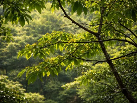 Quần thể mai vàng cổ thụ giữa rừng già Quảng Trị, nhiều cây gốc lớn ôm đá núi