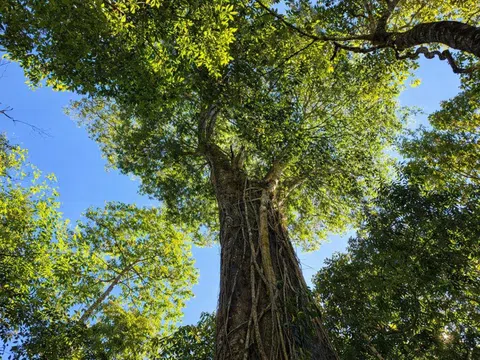 Báu vật đại ngàn: Rừng thông đỏ hàng nghìn năm tuổi ở Lâm Đồng