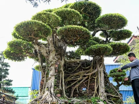 “Bức tường thành” giữa làng Vị Khê: Cặp sanh cổ gần trăm năm tuổi khiến giới chơi cây trầm trồ