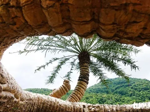 Kỳ lạ cây thiên tuế hơn trăm tuổi mọc trên đá, thân uốn như rồng vươn ra biển