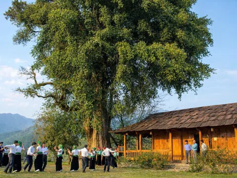 Cây sa mu cổ thụ nghìn năm tuổi hiếm thấy giữa núi rừng Sơn La