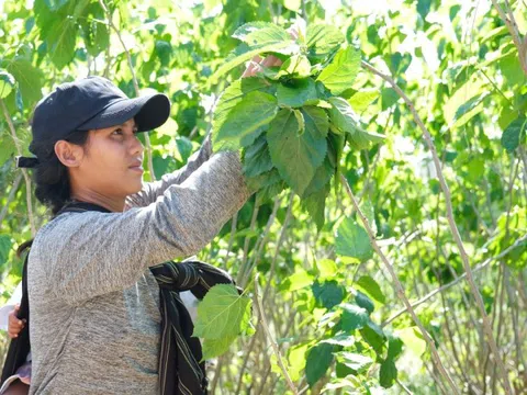 Hồi sinh làng nghề trồng dâu nuôi tằm ở Lâm Đồng