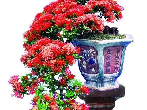 Giâm cành cây bông trang – Phương pháp nhân nhanh và đơn giản