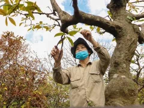 Nhà vườn Đà Nẵng bước vào mùa phục hồi mai vàng sau Tết