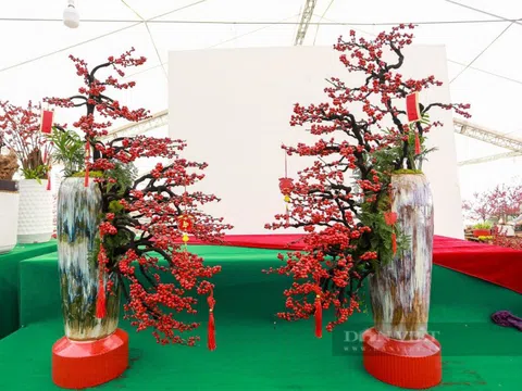 Hoa Đào đông đỏ: Từ cây ôn đới đến phân khúc hoa Tết mới tại Việt Nam