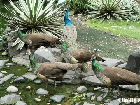 Công Ấn Độ: Triển vọng kinh tế và đạo đức bảo tồn