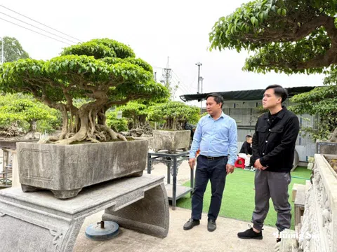 Vẻ đẹp cổ kính của tác phẩm “Cây sanh” tại nhà vườn Vân Đông Anh