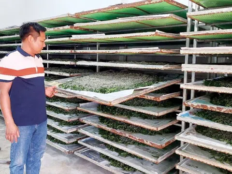 Gia Lai: Hành trình xây dựng HTX kén tằm, tạo sinh kế cho hàng trăm lao động