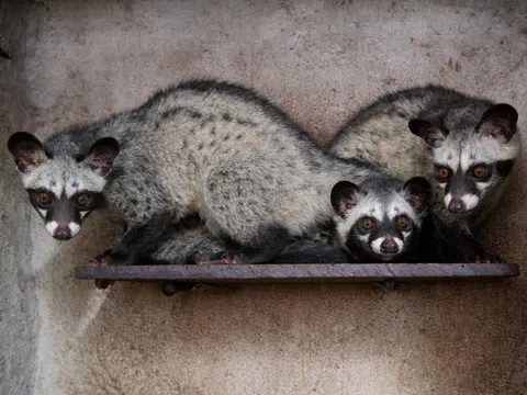 Chủ khách sạn Nghệ An đầu tư nuôi chồn hương, mỗi năm thu hơn 1,5 tỷ đồng