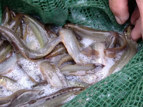 Loài cá được ví như “nhân sâm nước”, giúp nhiều hộ dân tăng thu nhập