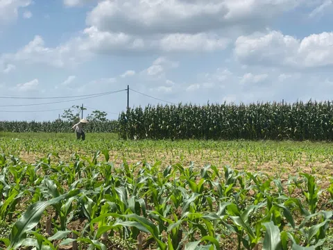 Biến ruộng bắp thành trải nghiệm du lịch: Hướng phát triển mới cho vùng ven Hội An