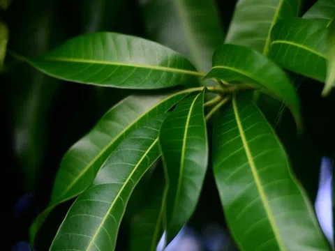 Ít ai biết loại lá thường bị bỏ đi này lại là kho dược liệu quý