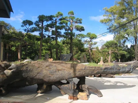 Kỳ 3: Gỗ lũa – cái hồn của người đam mê sinh vật cảnh