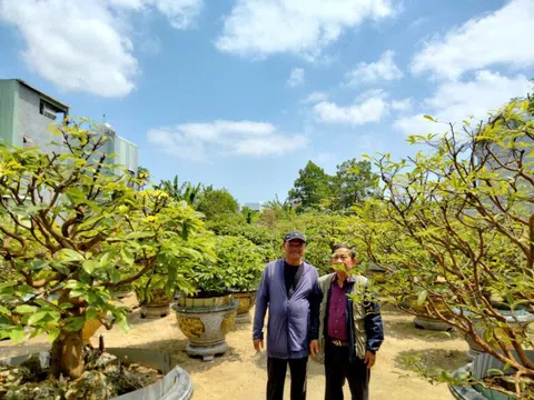 Mai vàng Dương Sơn: Bản sắc “di sản xanh” giữa lòng Đà thành