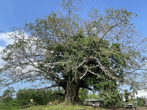 Dưới bóng những cây cổ thụ Tây Hồ: Đi tìm cốt cách nhà cách mạng Phan Chu Trinh tại quê nhà
