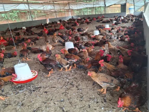 Gà “khổng lồ” chân to, dáng oai: Mô hình nuôi đặc sản giúp nông hộ thu đều trăm triệu mỗi năm
