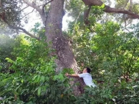 Việt Nam sở hữu “báu vật thực vật” cực hiếm, cả thế giới chỉ còn 13 cá thể