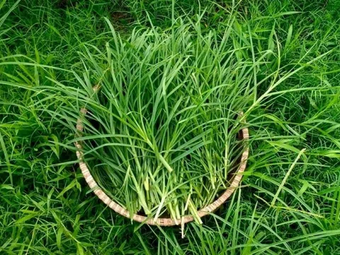 Cỏ mần trầu – vị thuốc dân dã mọc đầy vườn, hỗ trợ giải độc gan, bổ thận