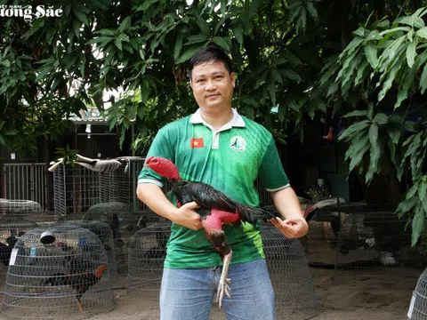 Hành trình “giải oan” và khát vọng phục hưng hồn cốt gà nòi Việt