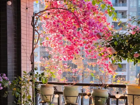 8 loài hoa “càng nắng càng đẹp”: Lựa chọn lý tưởng cho ban công hướng Nam