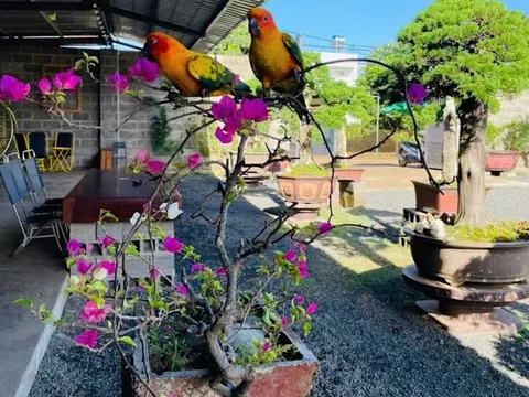 Lê Trung và nghệ thuật "hóa giải" bản năng hoang dã trong thú chơi vẹt cảnh