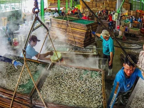 Làng nghề khô cá cơm ở Sông Đốc và hương vị biển miền tây