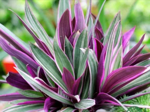 Tưởng chỉ để làm đẹp không gian, loài cây này còn được ví như thuốc quý cho sức khỏe