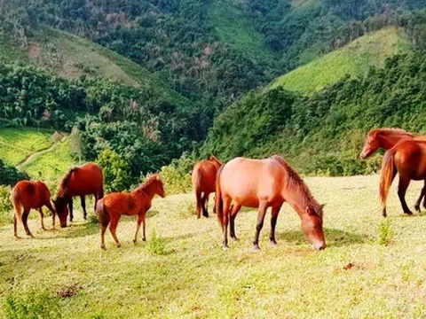 Nghệ An: Bảo tồn giống ngựa quý "trên cổng trời" Mường Lống