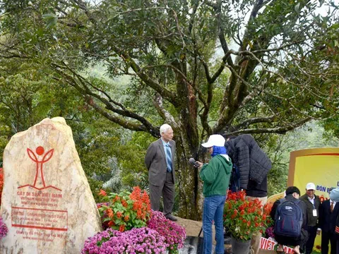 Cây quế đầu tiên của Việt Nam được công nhận cây di sản