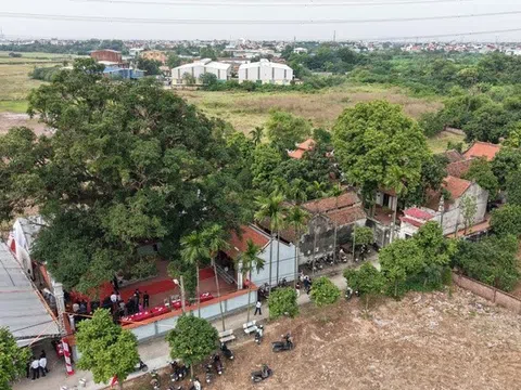 Hà Nội: Cây quéo hơn 400 năm tuổi ở xã Phù Đổng được công nhận Cây Di sản Việt Nam