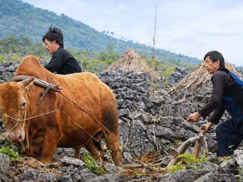 Tuyên Quang kỳ vọng đưa bò Mông thành “Wagyu Việt”