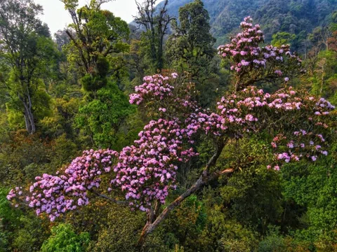 Bát Xát chính thức trở thành Vườn quốc gia thứ 36 của Việt Nam