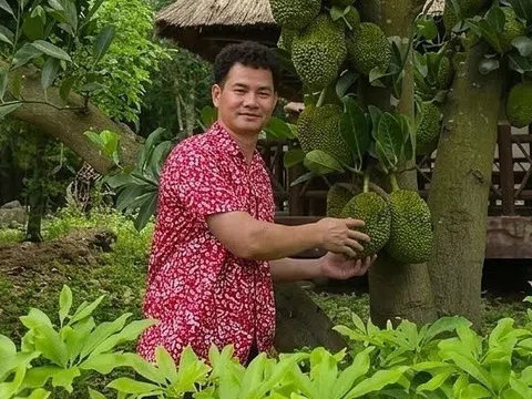 Nghệ sĩ Xuân Bắc chăm vườn, trồng rau quả tại nhà riêng