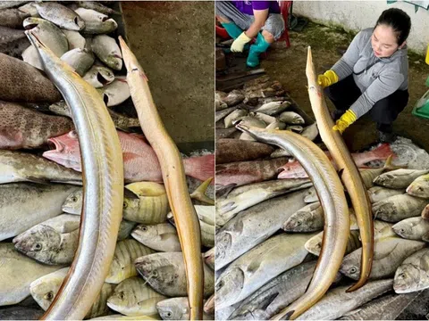 Loài cá thân dài như rắn, có con hơn 2m: Đặc sản biển vừa hiếm vừa bổ