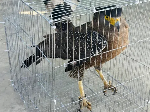 Chim săn mồi quý hiếm bay lạc vào sân nhà dân ở Gia Lai