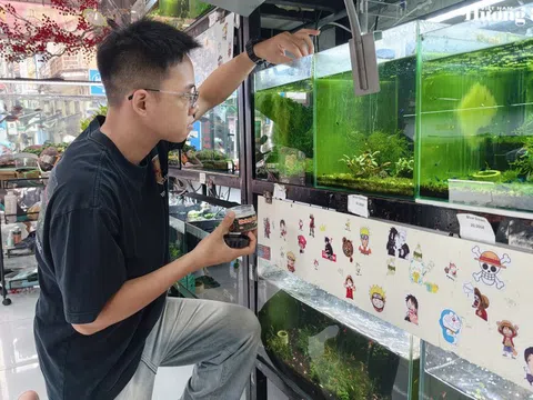 Đức Duy: Khẳng định bản lĩnh trẻ nâng tầm thủy sinh cảnh