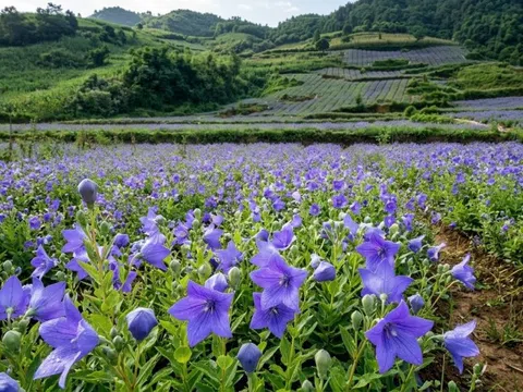 Lùng Phình rộn rã mùa trồng dược liệu, người dân chuyển đổi cây trồng tăng thu nhập