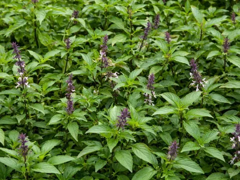 Loài cây được ví như “nữ hoàng thảo mộc”, trồng đầy vườn nhưng thường bị gọi sai tên