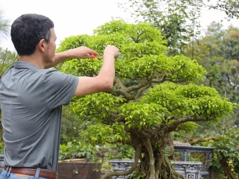 Nghề cây cảnh giúp làng Gò Móc, Thái Nguyên đổi đời