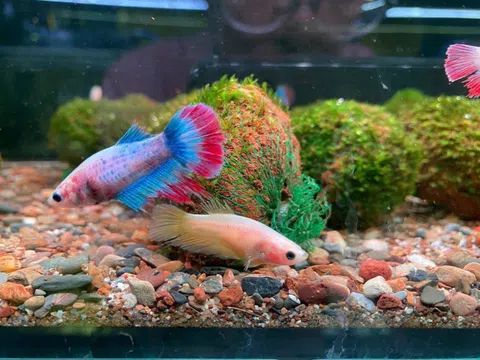 Nuôi cá cảnh ở đặc khu Phú Quốc, tỉnh An Giang: Từ niềm đam mê đến cơ hội kinh doanh